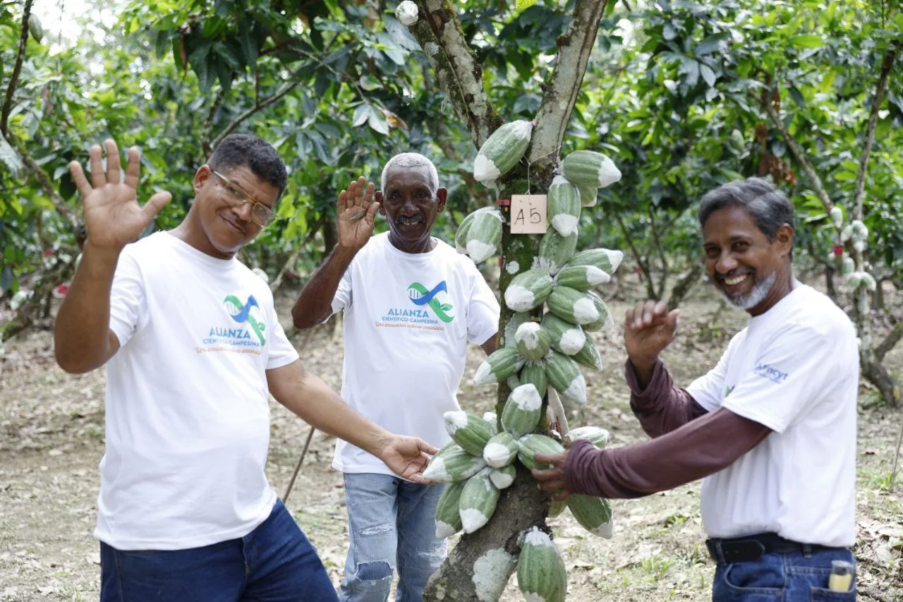 Investigación del cacao en laboratorio/parcelas (IVIC)