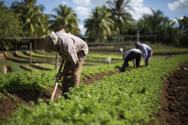 Abren convocatoria para el I Congreso Internacional “Descolonización de las Agriculturas y las Ciencias Agrícolas”