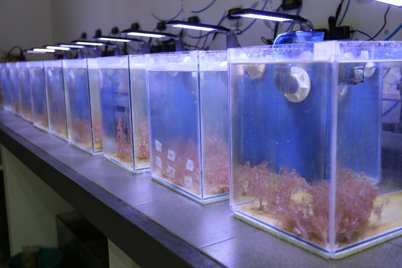 Científicos estudian evolución de coral blando que invade parte de las costas venezolanas