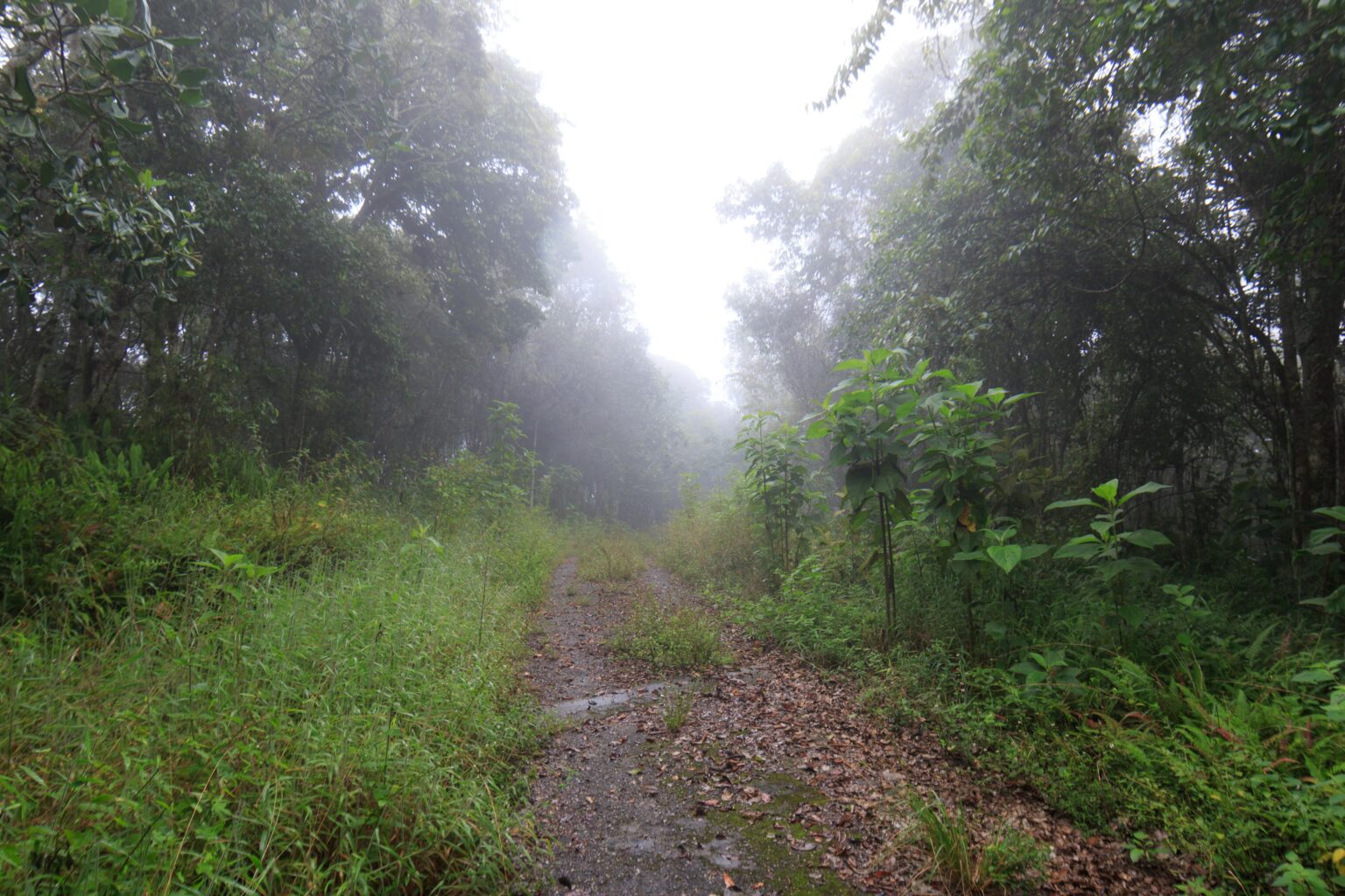 Estudio revela efectos del cambio climático en bosque nuboso del IVIC. Fotos IVIC.