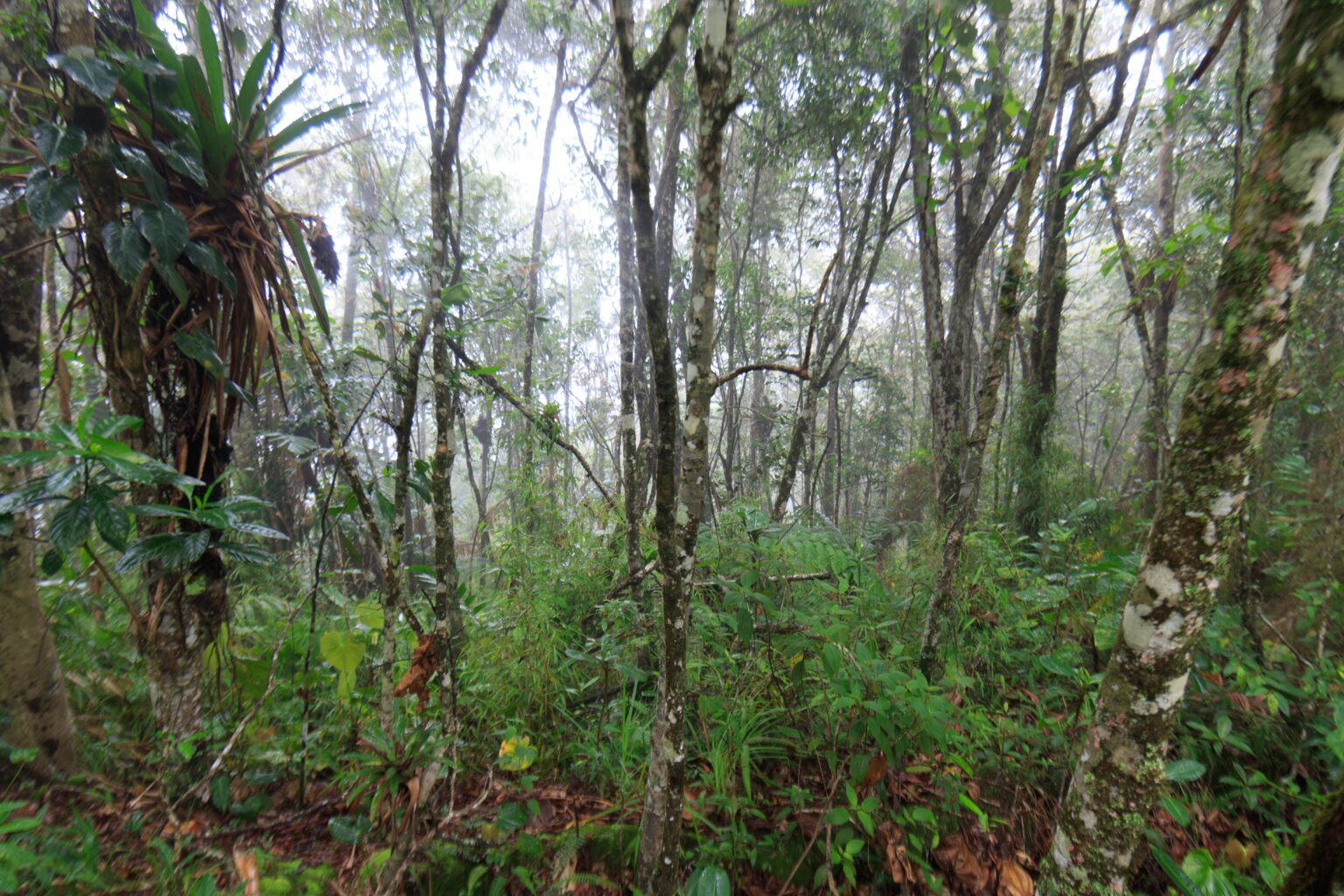 Estudio revela efectos del cambio climático en bosque nuboso del IVIC. Fotos IVIC.