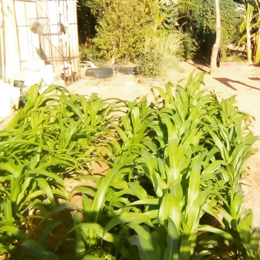 Registran incremento de la lombricultura urbana en patios productivos de Falcón