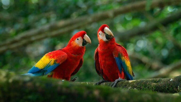 Venezuela es la séptima nación con mayor cantidad de aves en el mundo