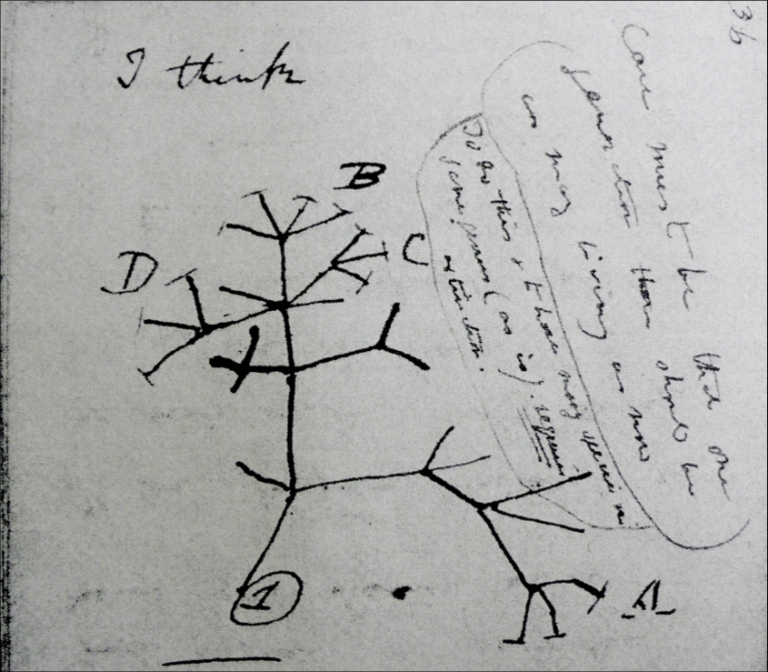 El primer diagrama de Darwin de un árbol de la evolución.