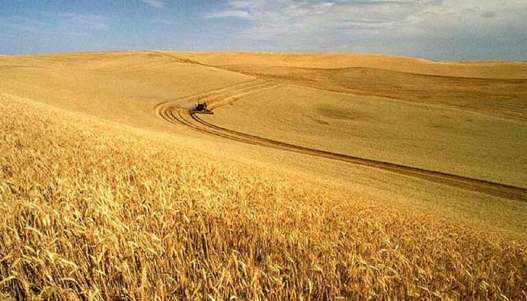 Científicos chilenos advierten sobre los efectos del cambio climático en el cultivo de trigo