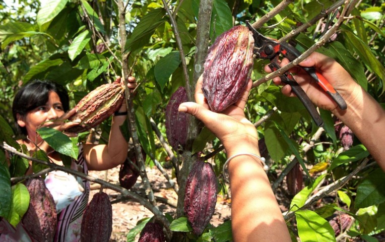 Fundacite Trujillo busca fortalecer capacidades productivas de procesadora de cacao en Monte Carmelo