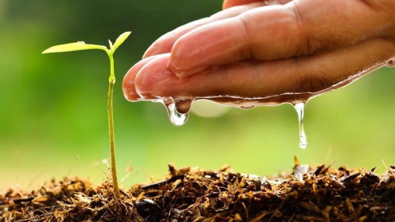 Realizarán seminario sobre formulación de sustrato para la agricultura y preservación de suelos