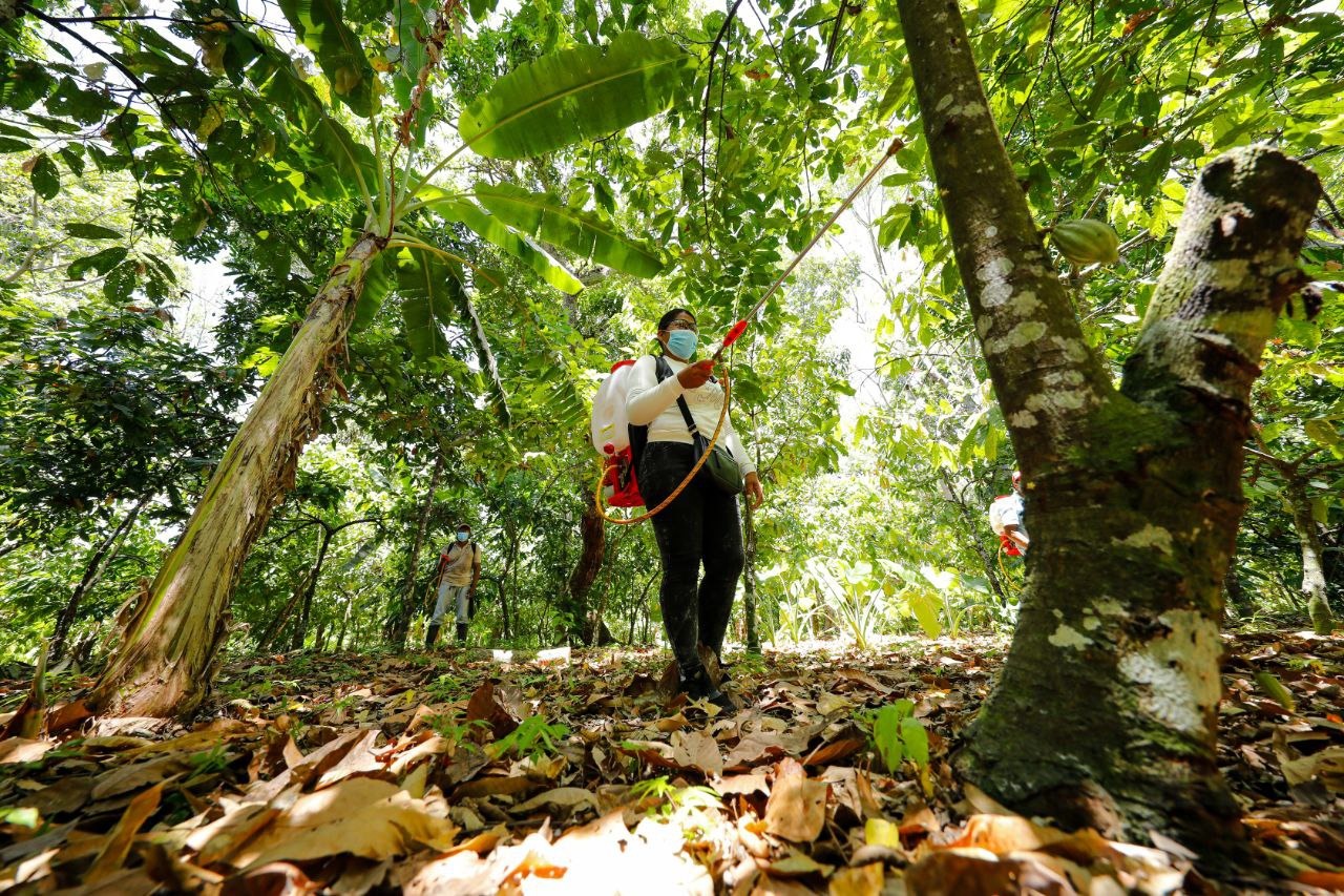 Ejecutarán plan de acción para el control de plagas que afectan cultivos de cacao