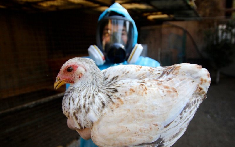 Primer caso humano de gripe aviar demuestra interconexión entre la salud humana-animal y los ecosistemas