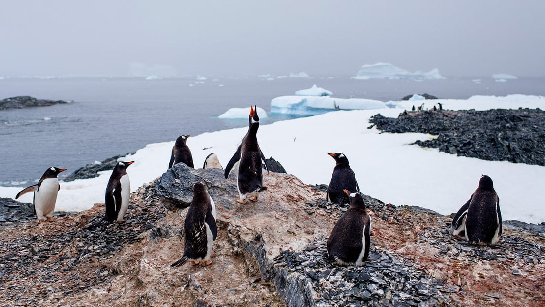 Expertos advierten que Gripe Aviar podría estar causando muertes de animales en la Antártida