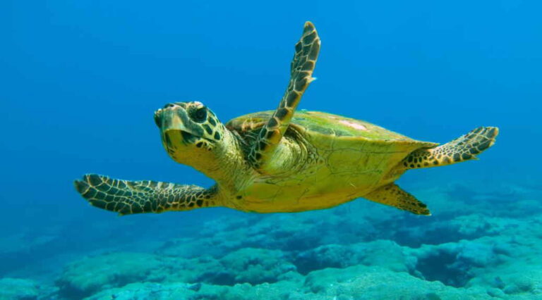 Ponencia “Conservación, manejo y ciclo de vida de las tortugas marinas” se realizará en La Guaira
