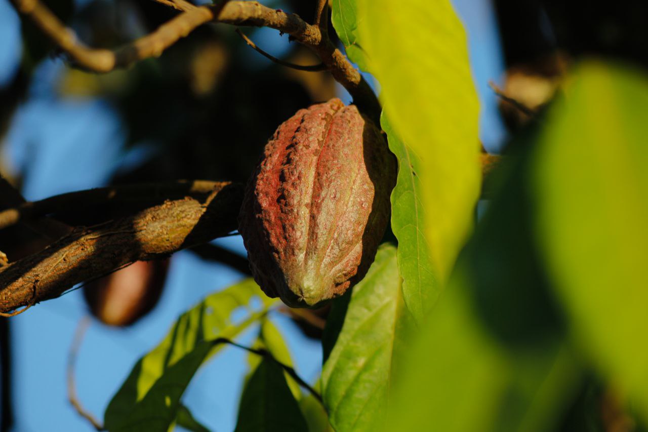 Minister Gabriela Jiménez Ramírez highlights the importance of the “Cocoa with Science Plan”