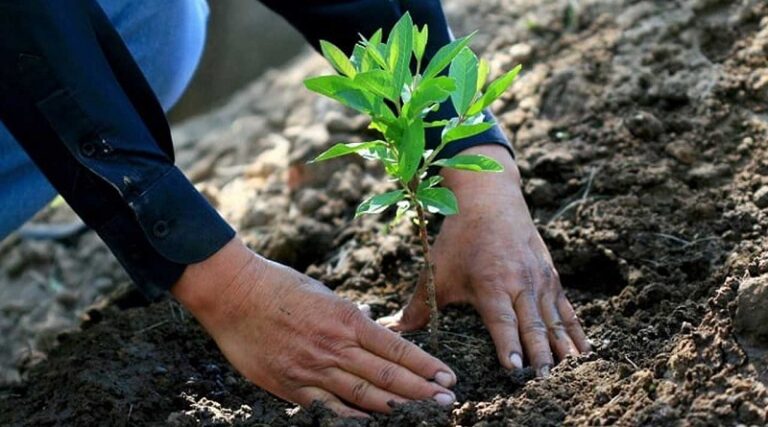 Fundacite Aragua ofrecerá Foro Conversatorio: semillas, agricultura y tecnologías verdes