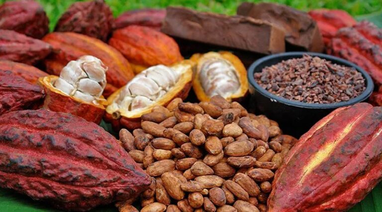 Gobierno Bolivariano avanza en la preservación del cacao como patrimonio nacional