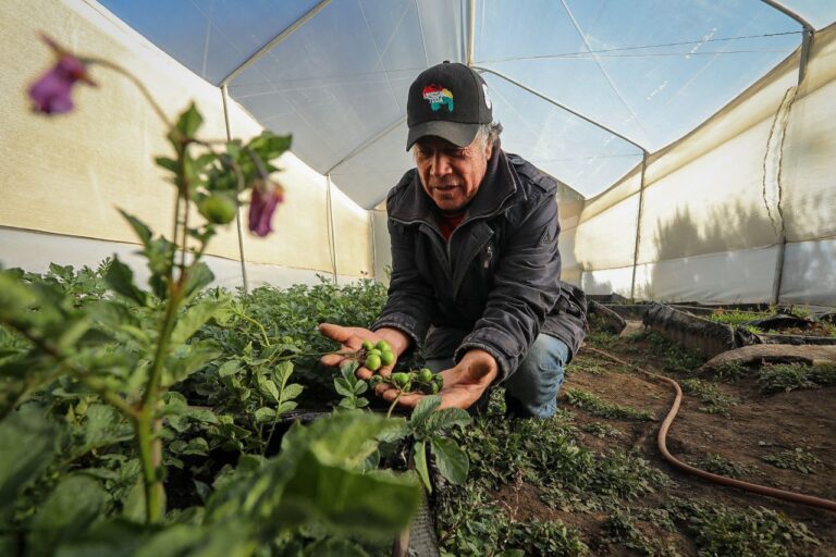 Más de 1.500 productores semilleristas de papa impulsan el desarrollo agrícola nacional