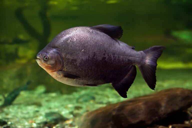 Pescando la ciencia con la cría de cachama