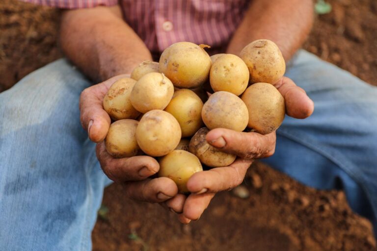 Día Internacional de la Papa: Venezuela destaca en la producción del rubro ancestral