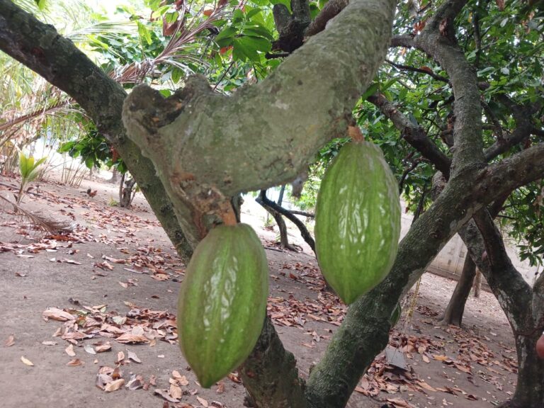 Academia de Ciencias Agrícolas de Venezuela impartirá taller para productores de cacao en Barinas 