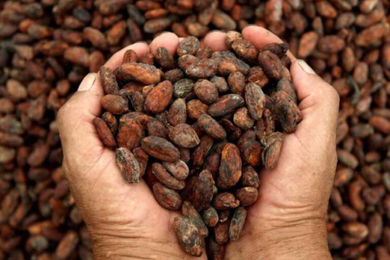 ACAV realizará jornada de formación «Buenas prácticas agrícolas del cultivo de cacao» en Barinas