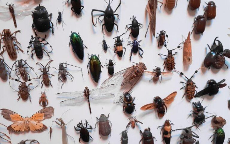 En Falcón se potencia el estudio de la entomología desde la escuela