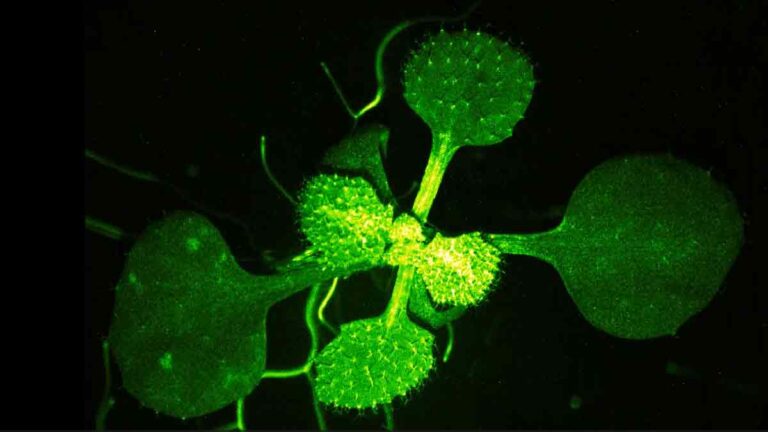 Estudio revela que las plantas también se comunican