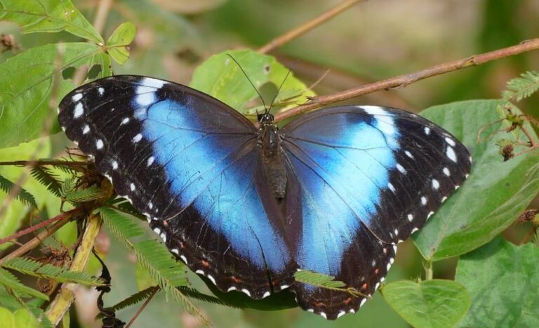Las mariposas contribuyen a la polinización gracias a su electricidad estática