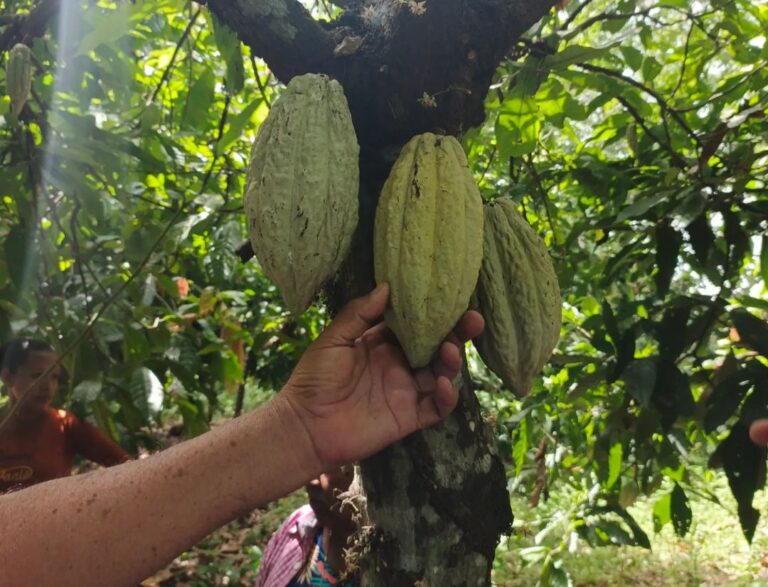 Artesanos del cacao apuestan a la innovación y prácticas sustentables para potenciar producción del rubro