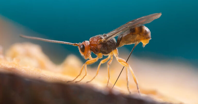 Avispas domesticadoras de virus: una curiosa e interesante forma de supervivencia de las especies
