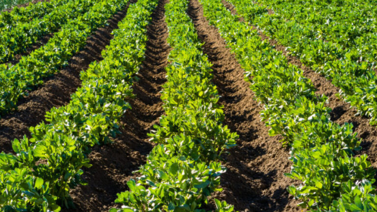 Realizarán conversatorios sobre producción agrícola y normativas venezolanas