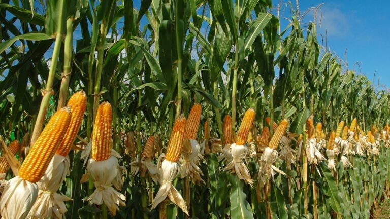 Fundacite Portuguesa realizará taller especial sobre registro de marca para productores agrícolas