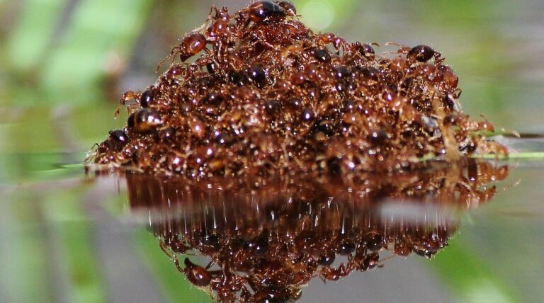 Solenopsis invicta: una especie que demuestra el papel del trabajo colectivo para la vida