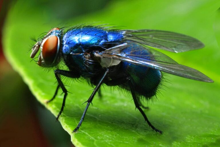 Moscas azules son “potencial vector” en transmisión de gripe aviar en Japón