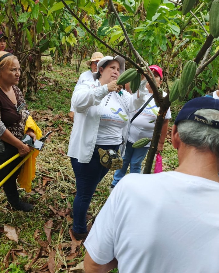 Scientific and Technological Plan for Cocoa Advances in Barinas State