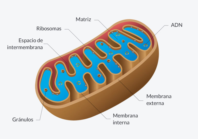 Conoce los beneficios del deporte para la salud mitocondrial