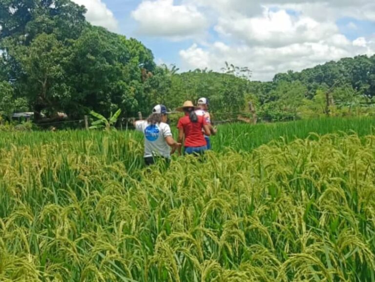 BANCO SEMILLAS GUARICO 7