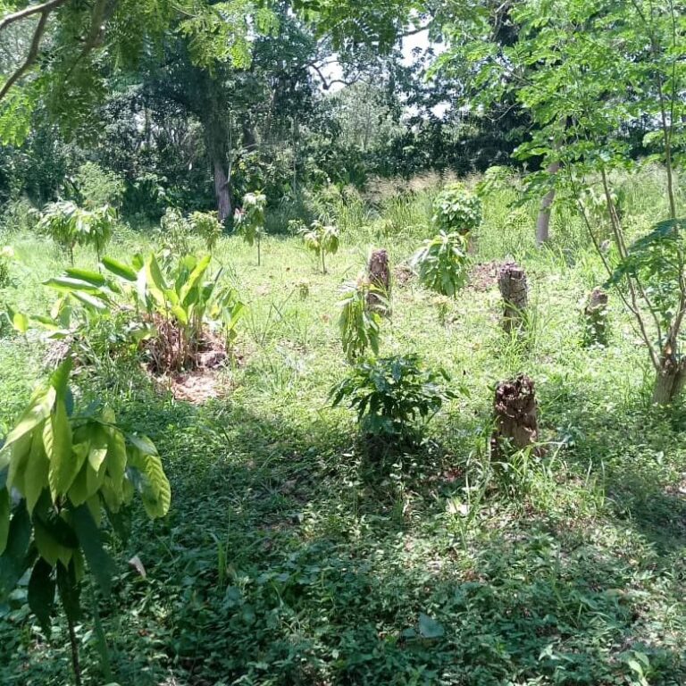 Fundación Ciepe realiza asistencia técnica a productores agrícolas de San Felipe