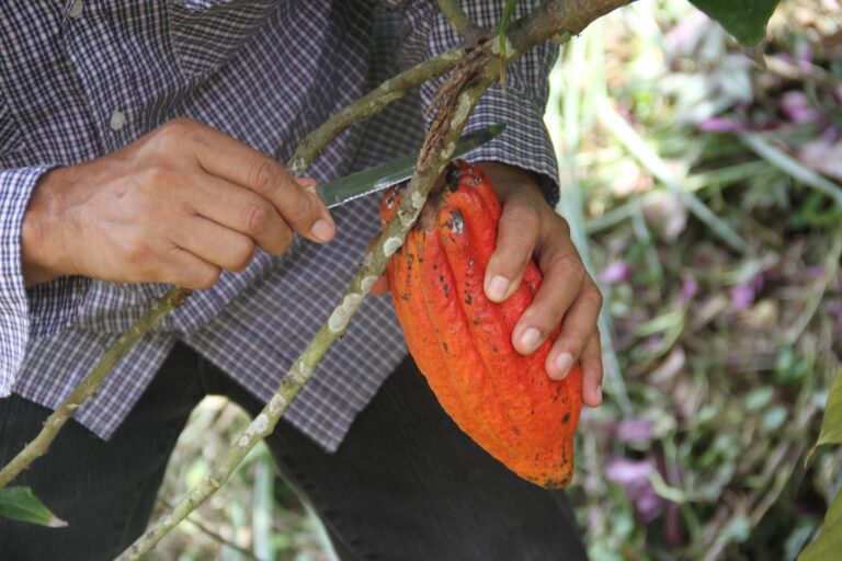 Proponen Plan de Formación Agroecológico y Autogestión del cultivo de cacao a productores mirandinos