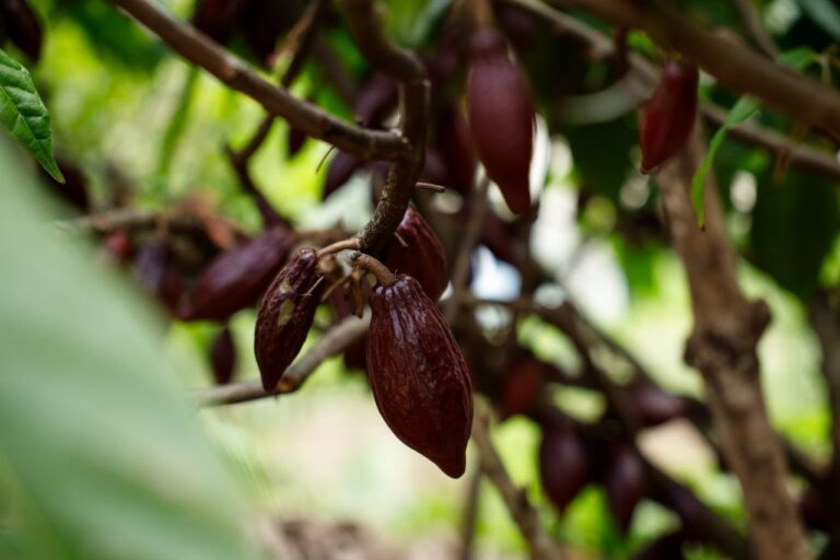 Venezuela celebra el día internacional del chocolate fortaleciendo la investigación y producción cacaotera