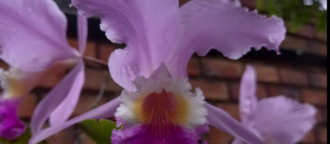 Mincyt invita a participar en el taller “Cultivo de Orquídeas”