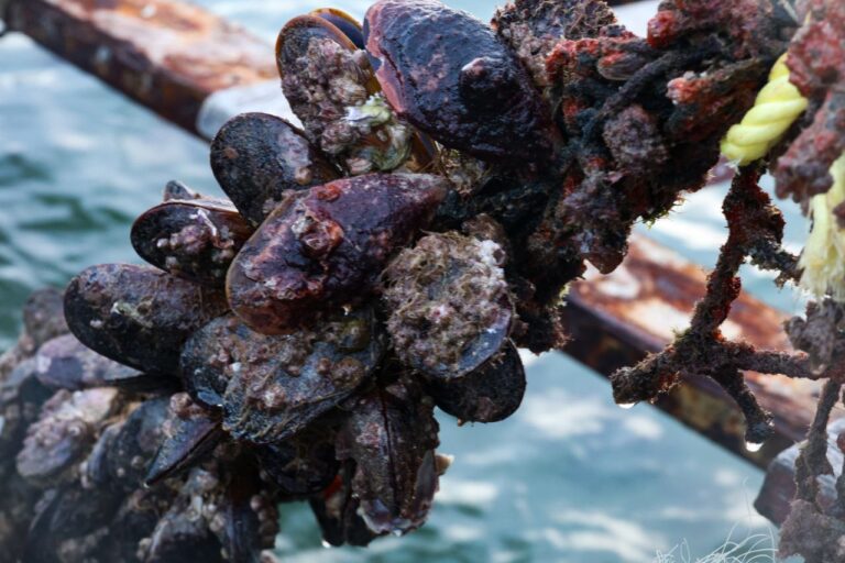 Venezuela avanza en la producción de mejillones para una alimentación sana y soberana