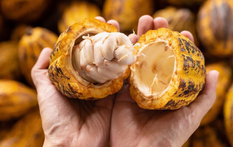 ACAV invita al taller «El cadmio y sus mecanismos de control en el cacao»