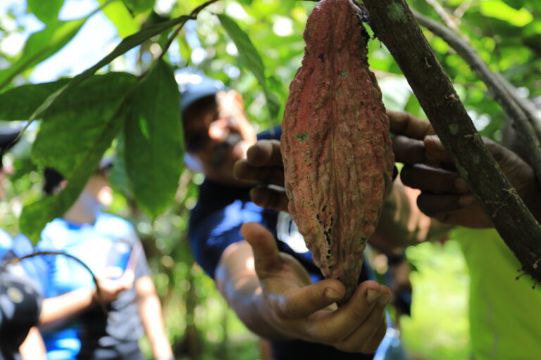 Ministra Gabriela Jiménez Ramírez destaca impulso del Plan Nacional de Cacao para la conservación y multiplicación del rubro