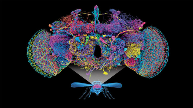 Inteligencia Artificial impulsa avances en neurociencia y biología molecular