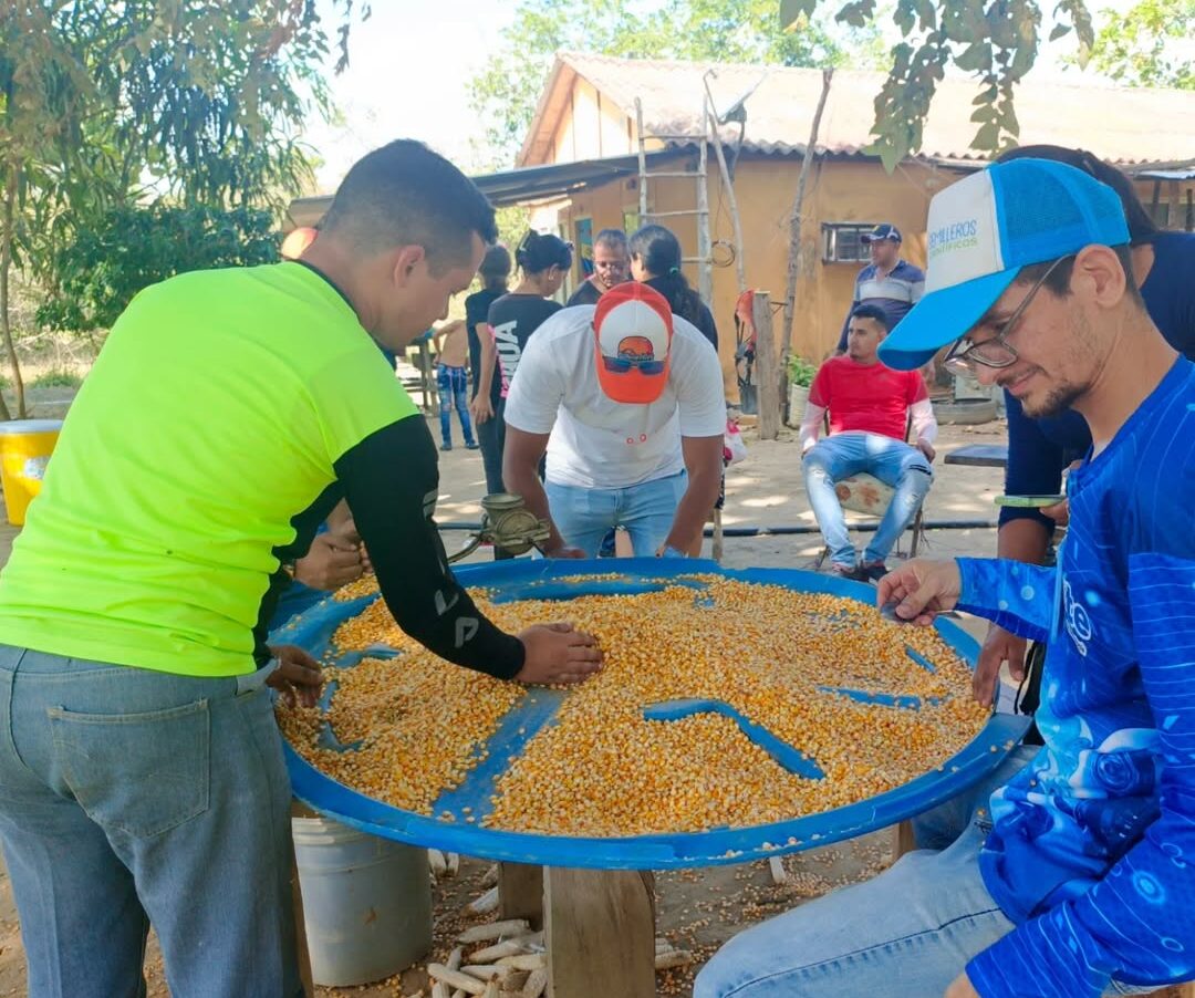 Apure | Culminan con éxito ciclo de producción de semillas de maíz amarillo