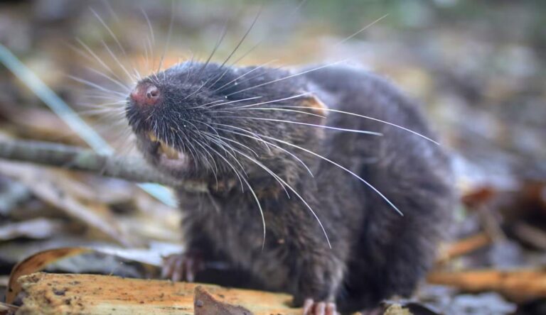 Descubren ratón anfibio entre 27 especies halladas en la Amazonia peruana