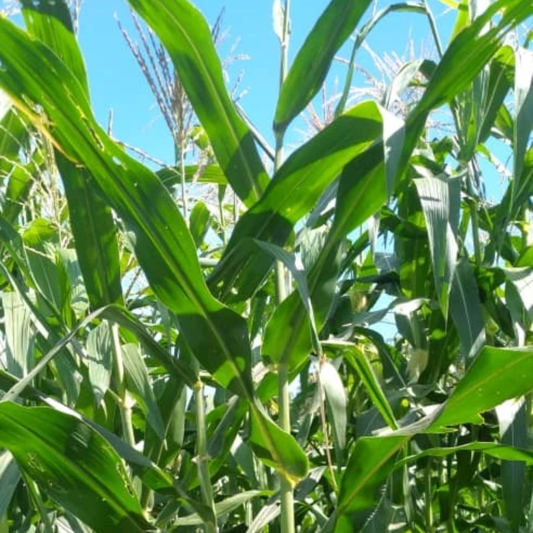 Mincyt impulsa proyecto para la conservación del maíz amarillo criollo