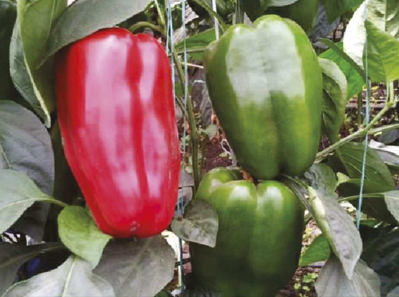 Científicos venezolanos buscan soluciones sostenibles para el cultivo del pimentón
