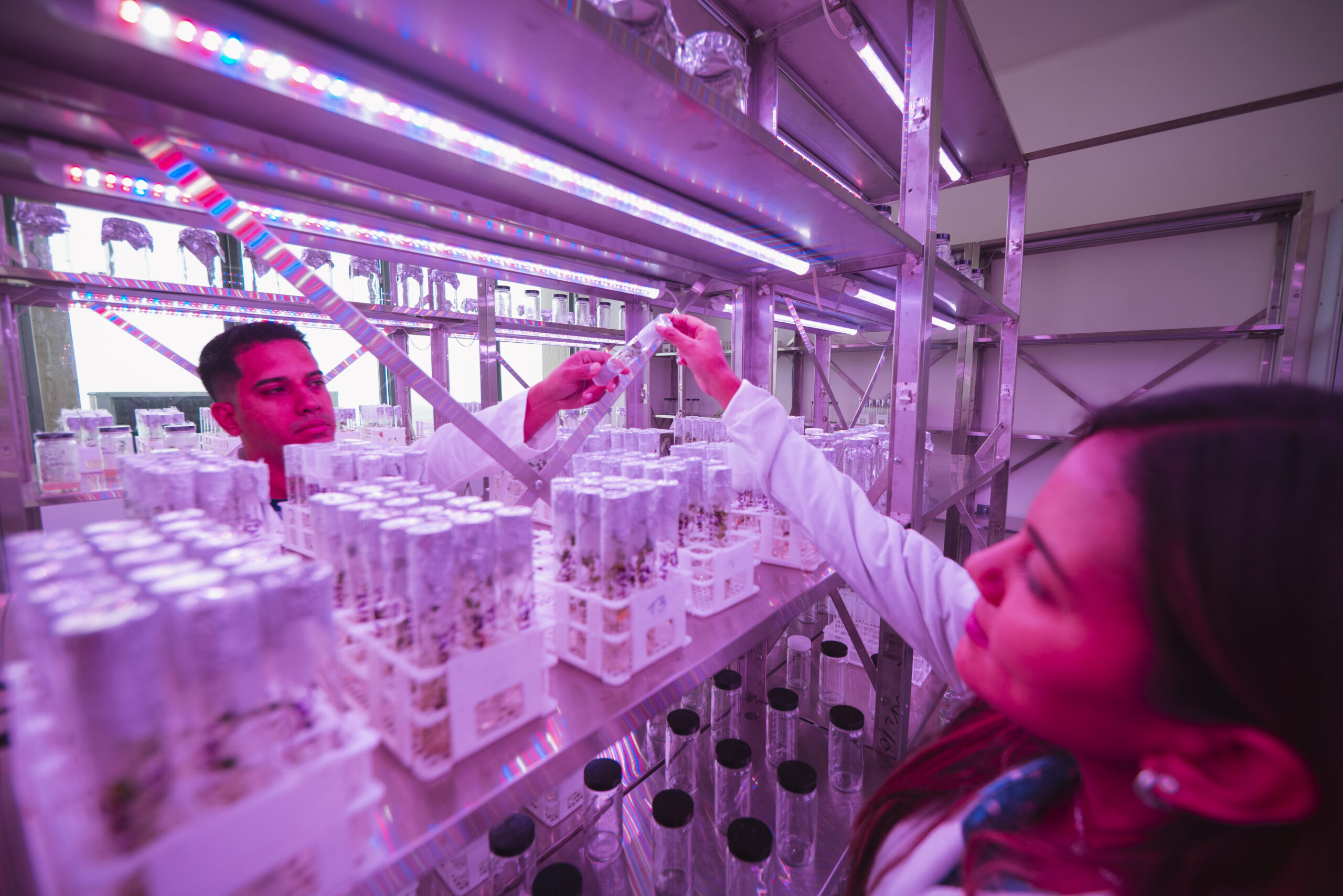 Laboratorio de Mejoramiento Genético de Plantas en el IVIC fortalece la soberanía alimentaria