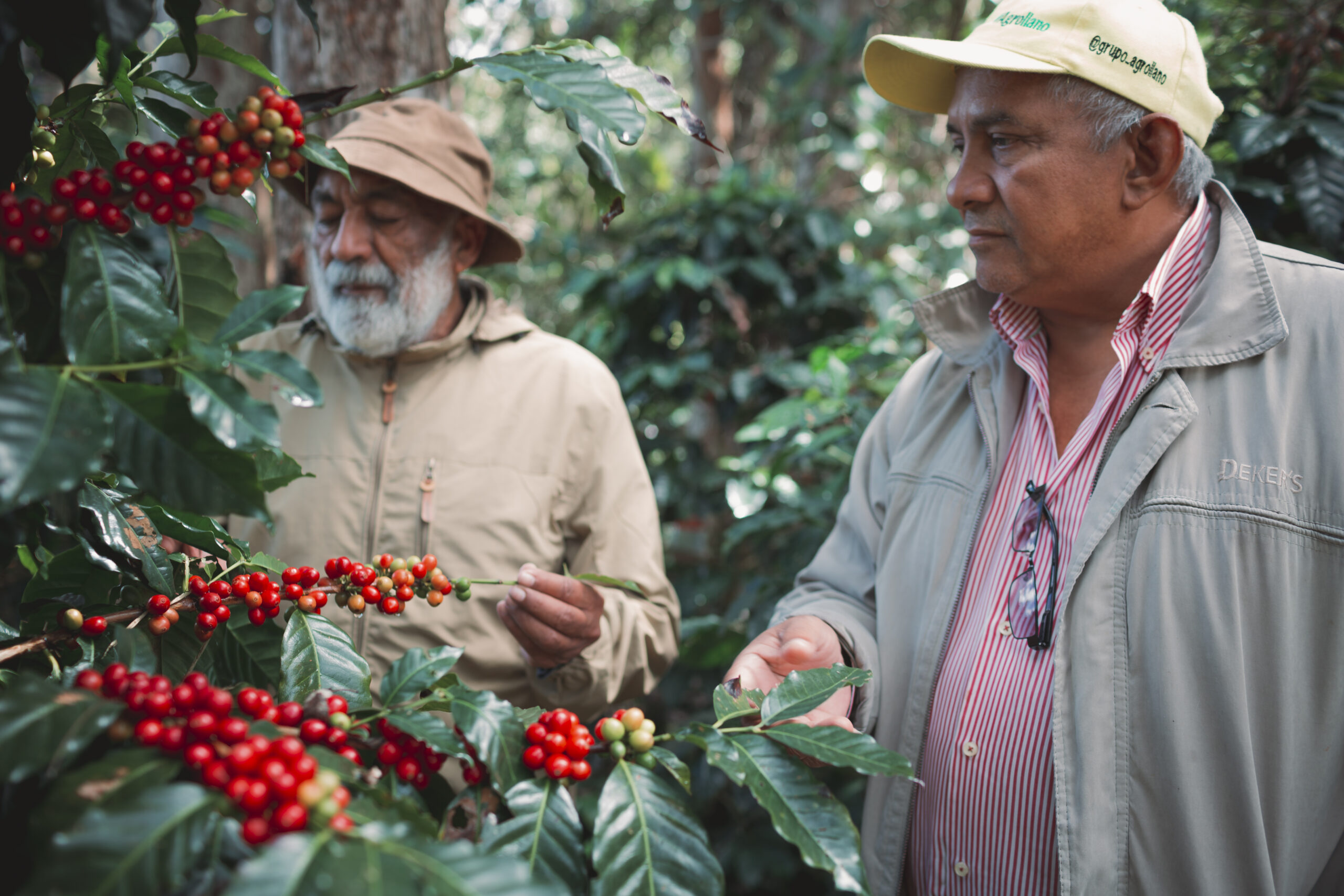 IVIC será sede del I Simposio Nacional Sobre el Manejo Agronómico del Cultivo de Café