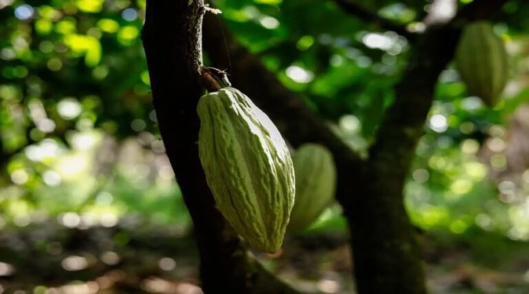 ACAV invita a productores a participar en el diagnóstico fitosanitario en plantaciones de cacao